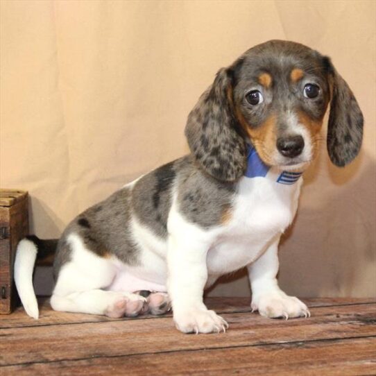 [#26187-03] Black / Tan F Dachshund Puppies for Sale