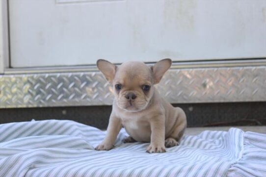 [#261078-06] Blue Fawn F French Bulldog Puppies for Sale