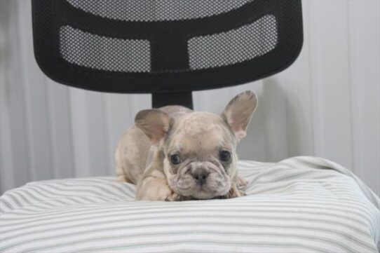 [#26794-02] Blue Merle M French Bulldog Puppies for Sale
