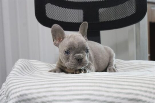 [#26794-04] Blue M French Bulldog Puppies for Sale