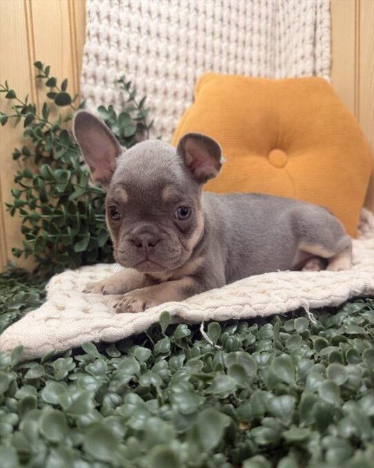 [#26655-06] Lilac / Tan F French Bulldog Puppies for Sale