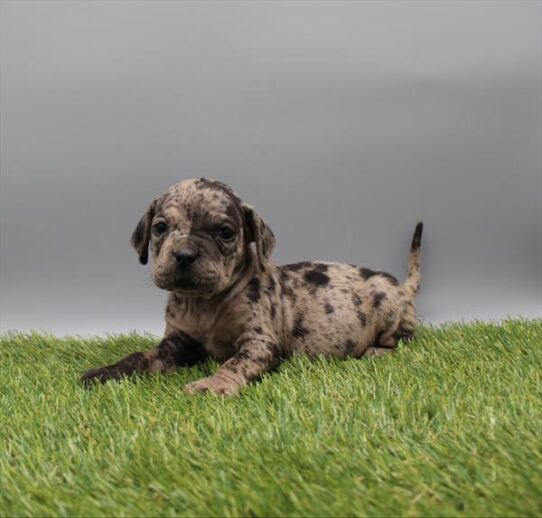 [#26735-03] Blue Merle M Hippo Mini Puppies for Sale