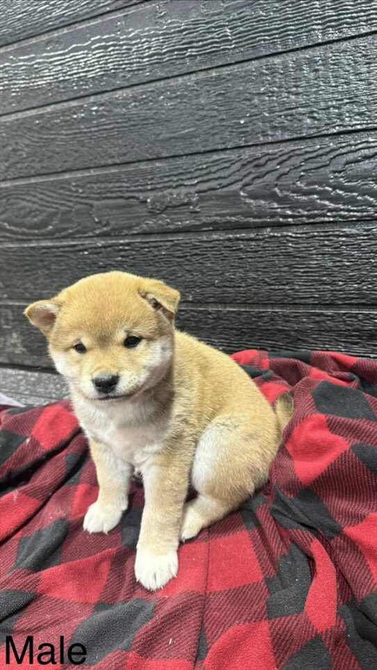 [#26242-01] Sable M Shiba Inu Puppies for Sale