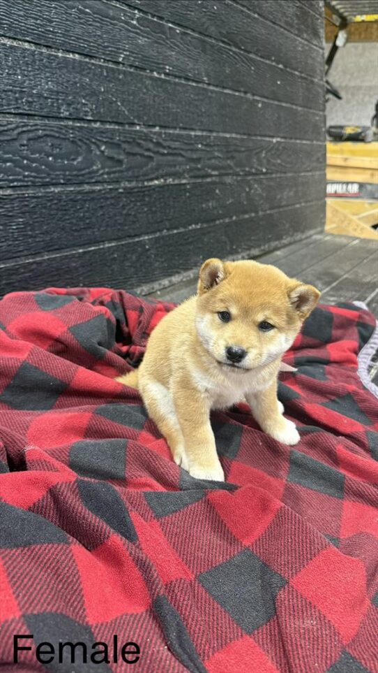 [#26242-05] Sable F Shiba Inu Puppies for Sale