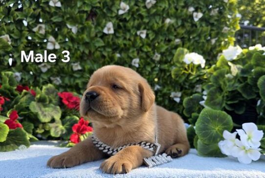[#268-02] Red M Labrador Retriever Puppies for Sale
