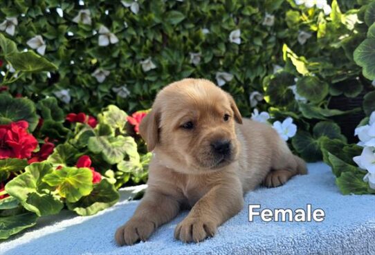 [#268-11] Red F Labrador Retriever Puppies for Sale