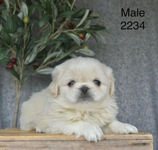 [#26247-02] Cream M Pekingese Puppies for Sale