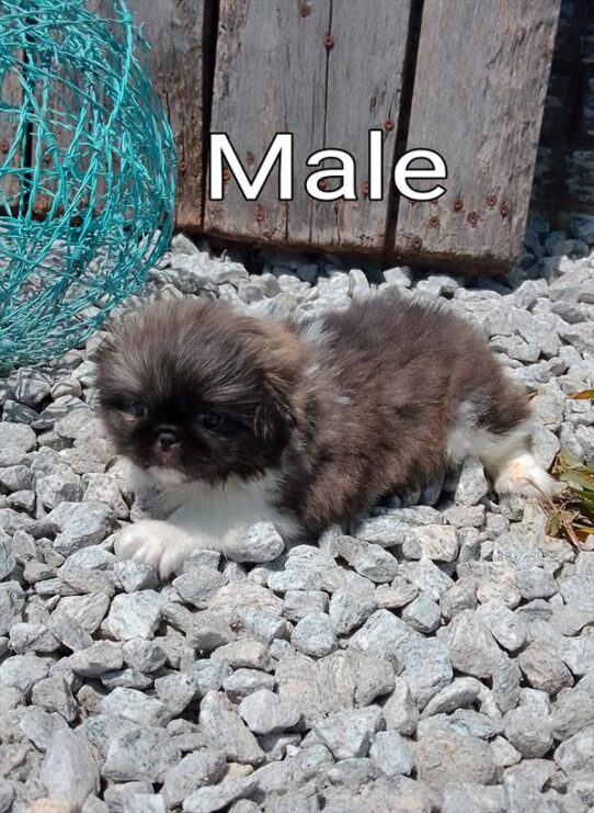 [#26255-01] Brindle / White M Pekingese Puppies for Sale