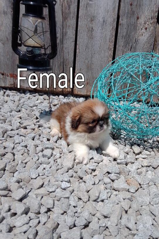 [#26255-02] Red / White F Pekingese Puppies for Sale