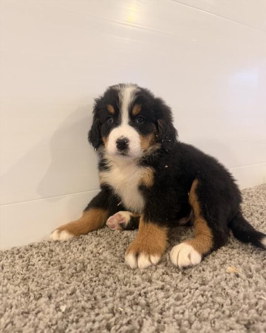 [#26696-01] Tri-Colored M Bernese Mountain Dog Puppies for Sale