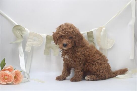 [#26760-02] Red M Goldendoodle Mini Puppies for Sale