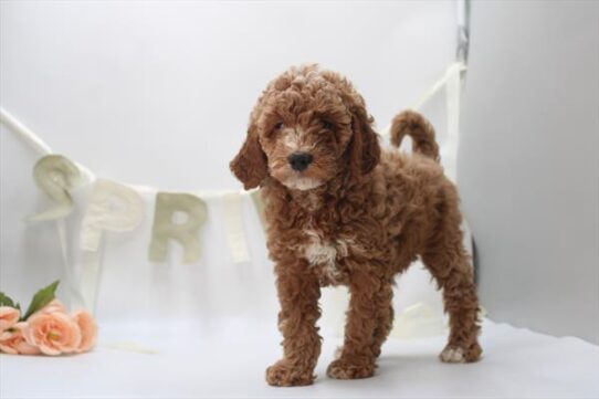 [#26760-04] Red F Goldendoodle Mini Puppies for Sale
