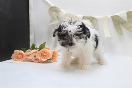 [#26711-01] Black / White M Morkie Puppies for Sale
