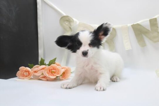 [#26999-02] Black / White F Papillon Puppies for Sale