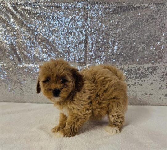 [#26100-04] Apricot F ShihPoo Puppies for Sale