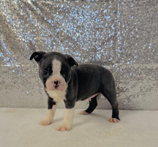 [#26101-02] Blue / White M Boston Terrier Puppies for Sale