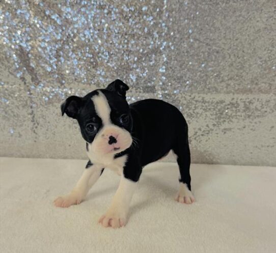 [#26101-04] Black / White F Boston Terrier Puppies for Sale