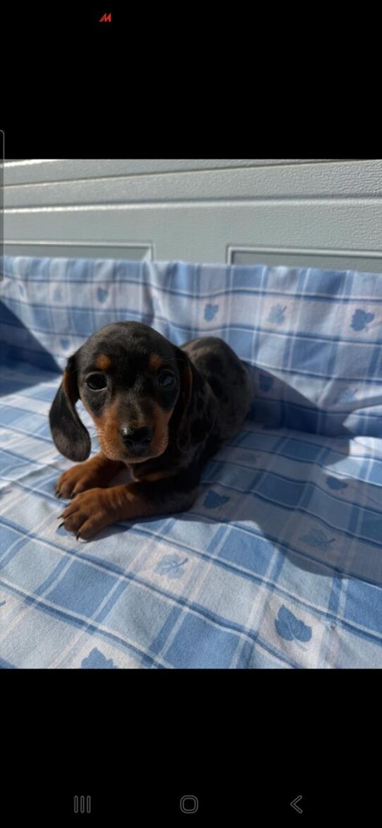 [#26285-01] Black / Tan M Dachshund Puppies for Sale