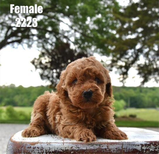 [#26300-01] Red F Poodle Mini Puppies for Sale
