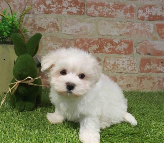 [#261374-01] White M Maltese Puppies for Sale