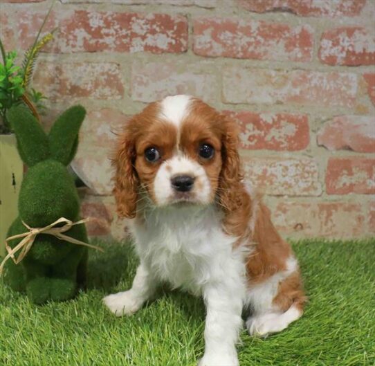 [#261377-02] Blenheim M Cavalier King Charles Spaniel Puppies for Sale
