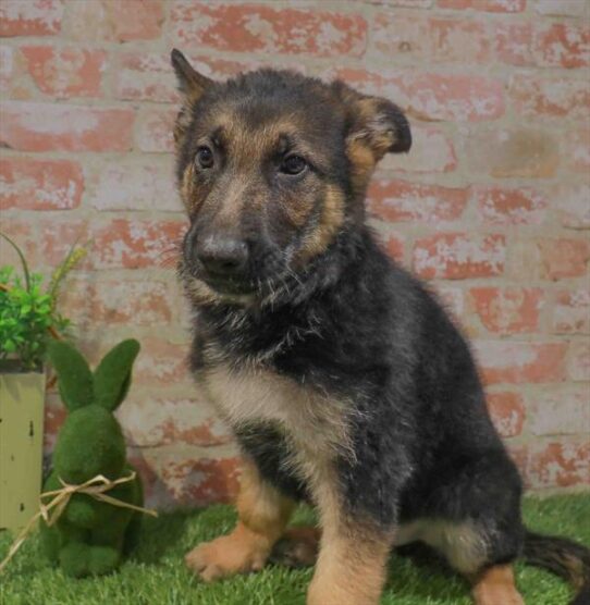[#261383-01] Black / Tan M German Shepherd Dog Puppies for Sale