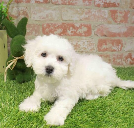 [#261385-04] White F Bichon Frise Puppies for Sale