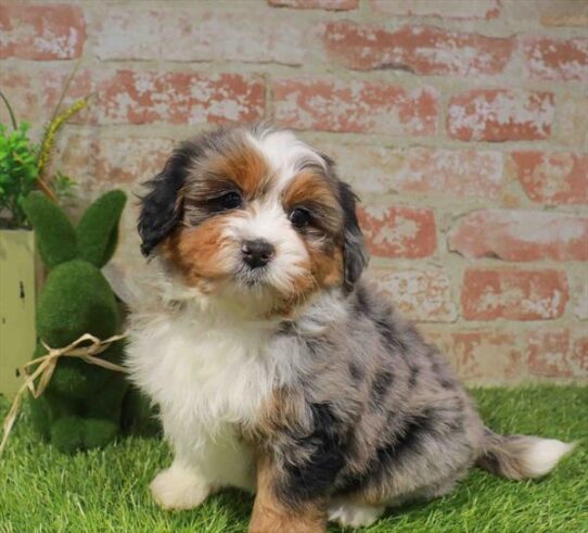[#261408-05] Blue Merle F Bernedoodle Mini 2nd Gen Puppies for Sale