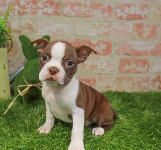 [#261512-03] Seal / White M Boston Terrier Puppies for Sale