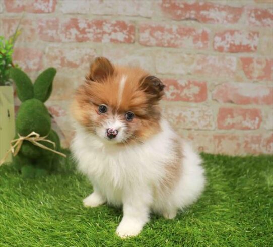 [#261541-01] Orange Sable F Pomeranian Puppies for Sale