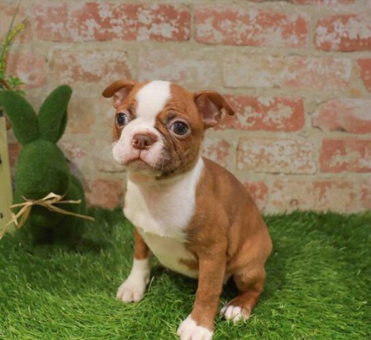 [#261558-04] Seal Brindle / White F Boston Terrier Puppies for Sale
