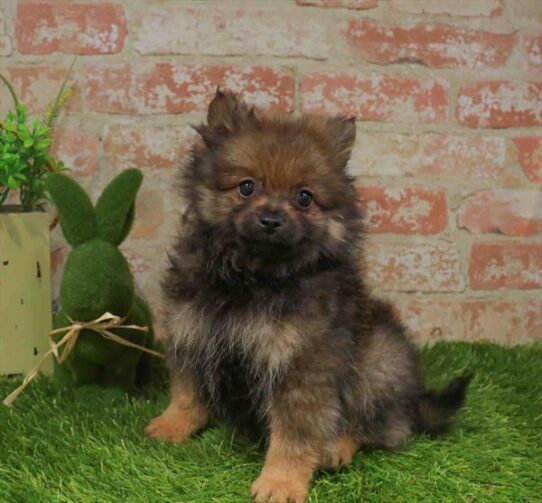 [#261565-03] Red Sable M Pomeranian Puppies for Sale