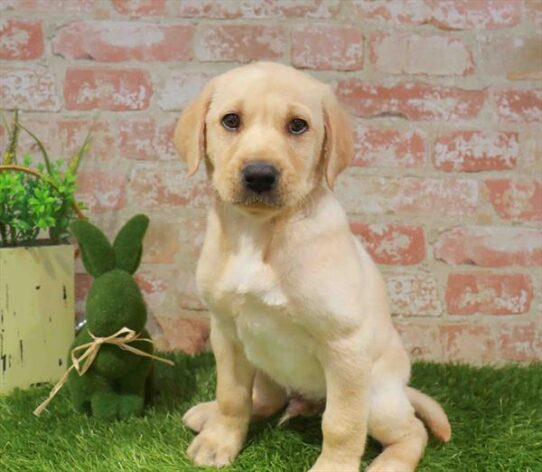 [#261595-03] Yellow M Labrador Retriever Puppies for Sale