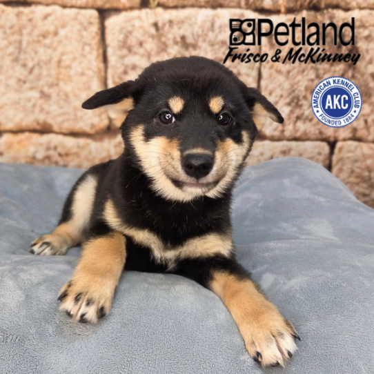 [#N03522] Black and Tan F Shiba Inu Puppies for Sale
