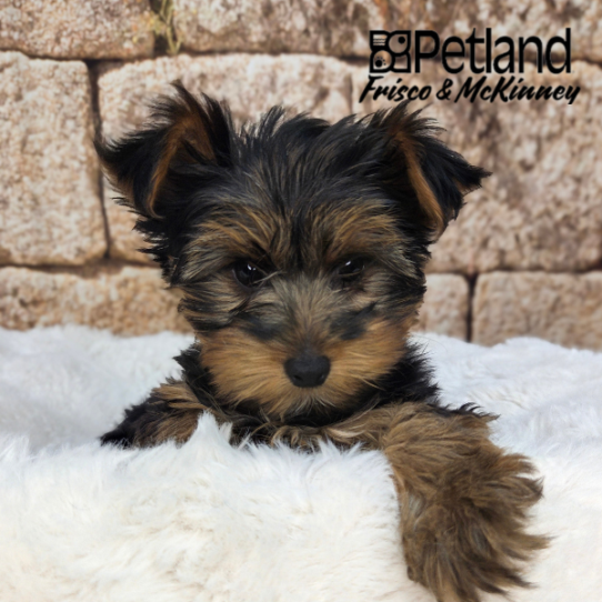 [#26209-01] Black / Tan M Yorkshire Terrier Puppies for Sale