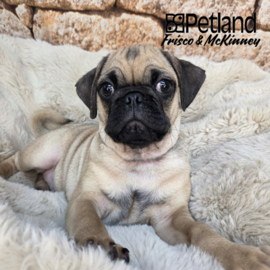 [#26186-02] Fawn M Pug Puppies for Sale