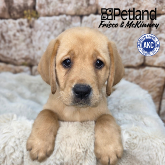 [#268-10] Red F Labrador Retriever Puppies for Sale