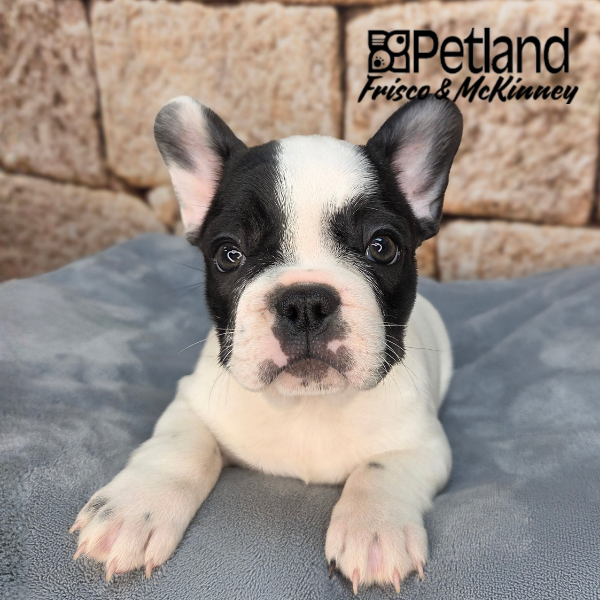 French Bulldog in Dallas, TX