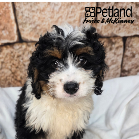 [#261583-02] Tri-Colored M Bernedoodle Mini Puppies for Sale