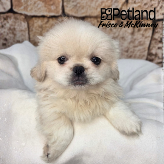 [#26247-02] Cream M Pekingese Puppies for Sale