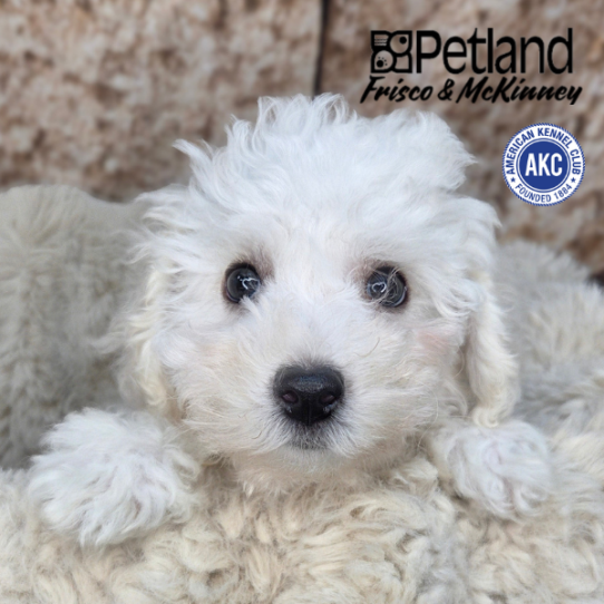 [#N03323] White M Bichon Frise Puppies for Sale