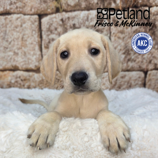 [#N03635] Yellow F Labrador Retriever Puppies for Sale