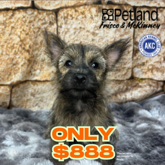 Petland Frisco & Mckinney, Texas Cairn Terrier puppy available