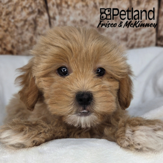 [#26100-04] Apricot F ShihPoo Puppies for Sale