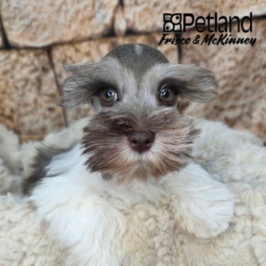 [#2615-03] Sable / White M Miniature Schnauzer Puppies for Sale