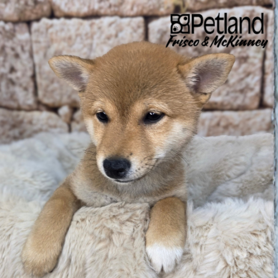 [#26225-01] Red Sesame F Shiba Inu Puppies for Sale