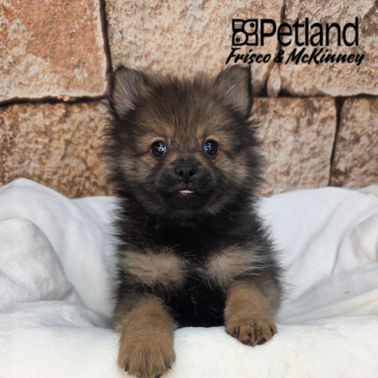 [#261565-03] Red Sable M Pomeranian Puppies for Sale
