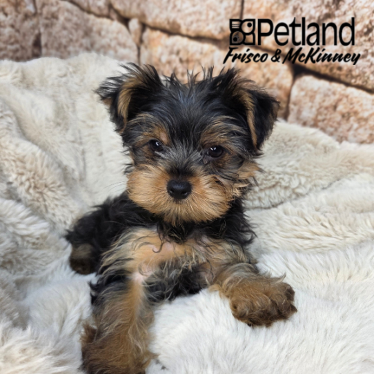 [#26209-02] Black / Tan M Yorkshire Terrier Puppies for Sale