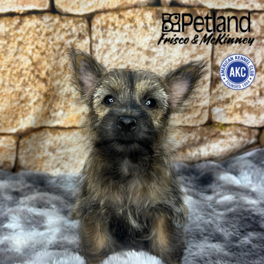 [#26746-06] Wheaten F Cairn Terrier Puppies for Sale