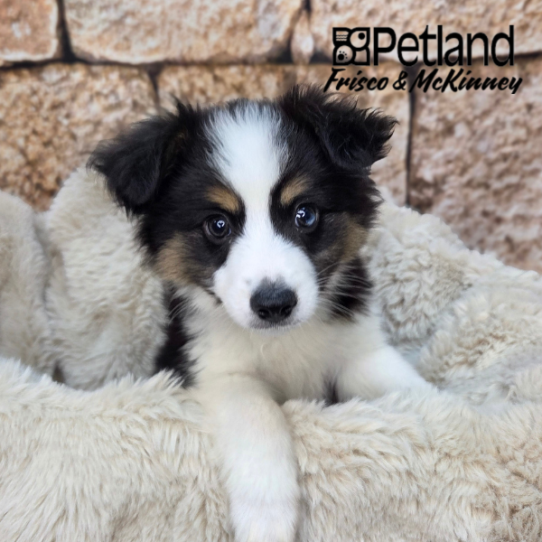 [#N03728] Black White and Brown M Unregistered Toy Australian Shepherd Puppies for Sale